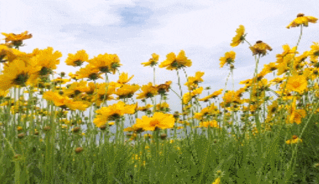640.gif