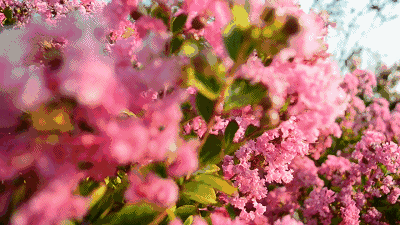 1692090259553995.gif 1692090259553995.gif