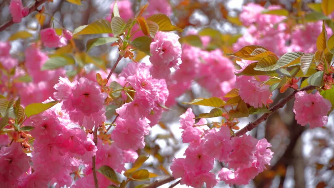 1681701560124968.jpg 1681701560124968.jpg