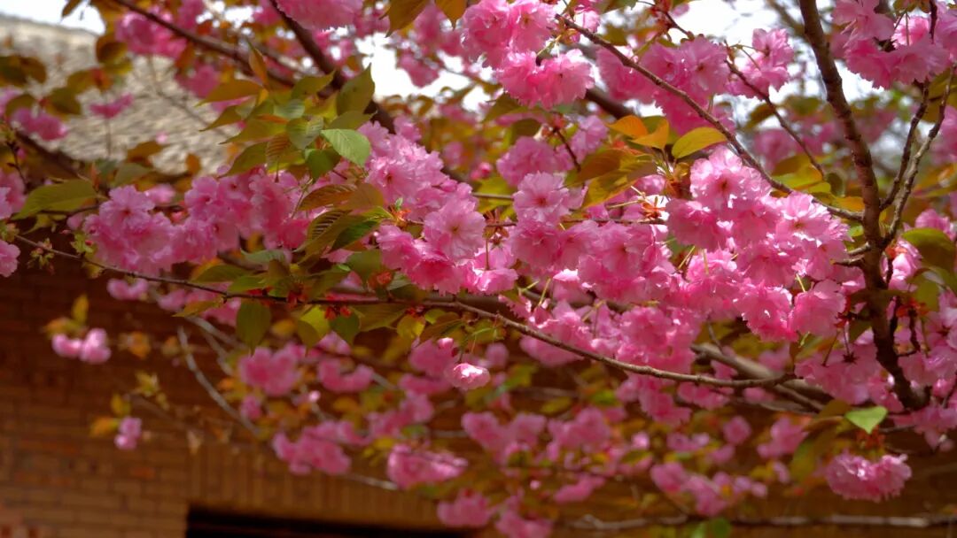 1681701695401927.jpg 1681701695401927.jpg