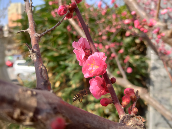 1678083668839817.jpg 1678083668839817.jpg