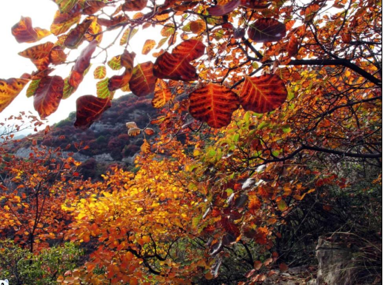 1638862527192532.jpg 640 (4).png