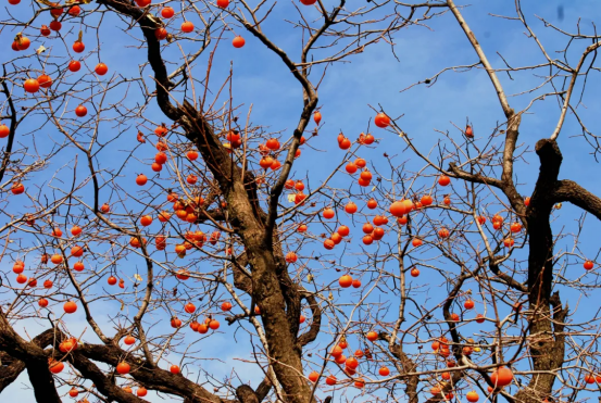 1638862566523089.jpg 640.png