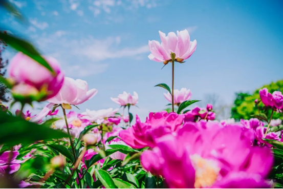 1651558792194447.jpg 640 (5).png