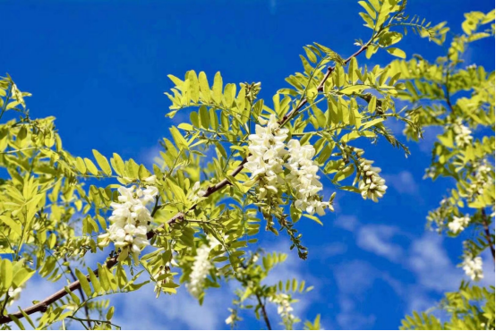 1651652421829084.jpg 640 (4).png